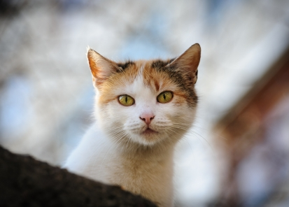 Foto da gata Baunilha