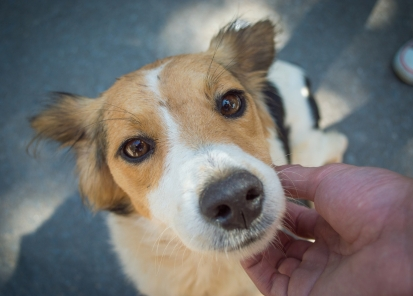 Foto do cachorro caramelo